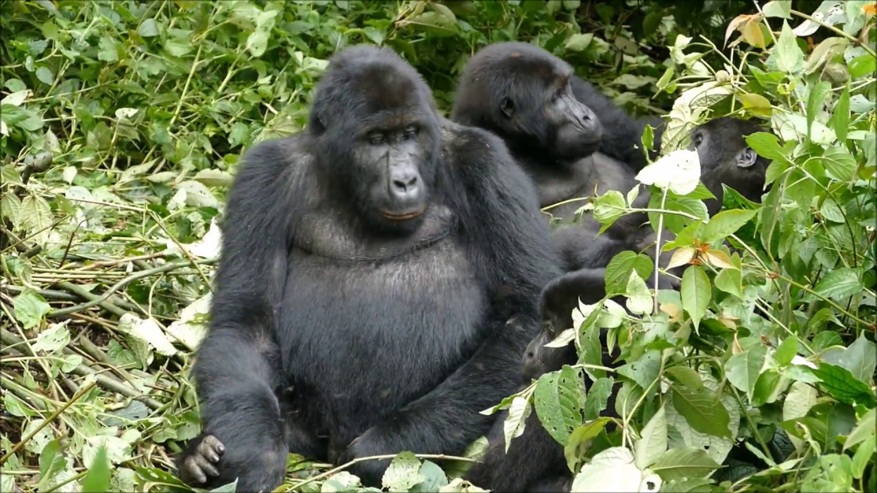 Kahuzi Biega Gorilla