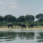 Buffaloes at Murchison Falls NP