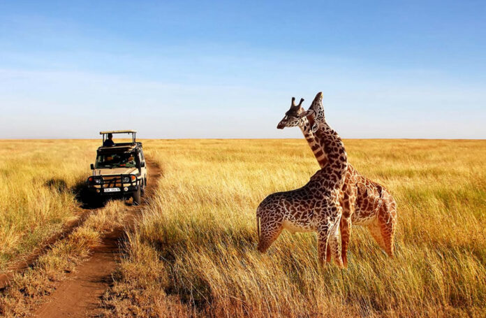 Tanzania Self Drive Safari
