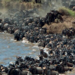 great-wildebeest-migration