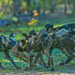 hunting-dogs-zambia