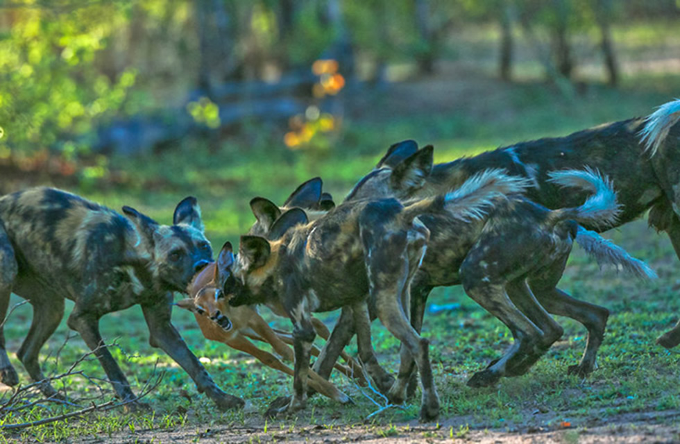 Hunting Dogs in Zambia