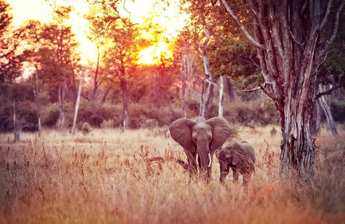 South Luangwa