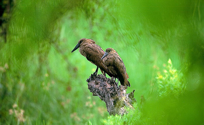 South Luangwa Birds