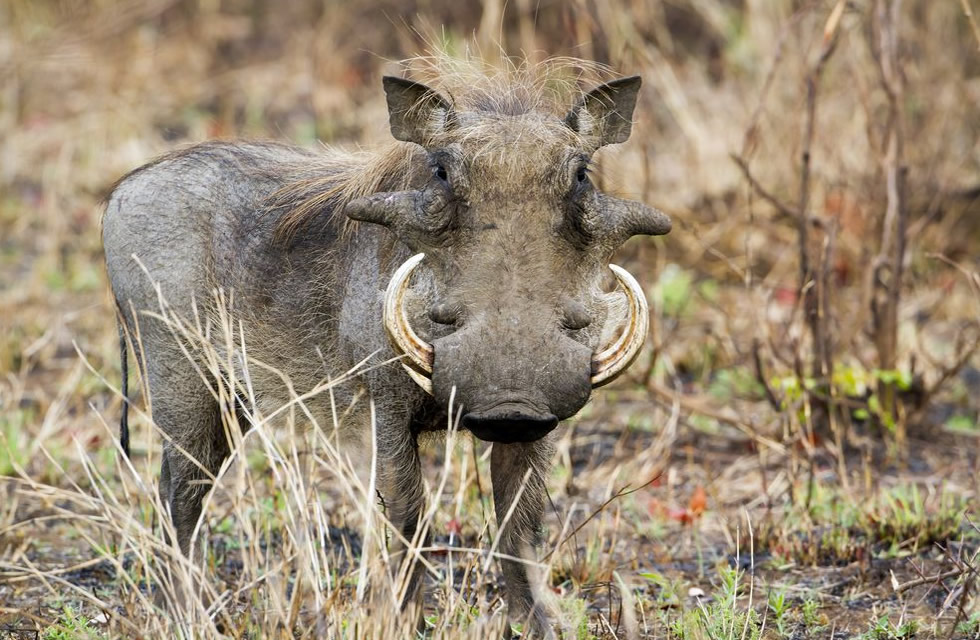 African Warthog