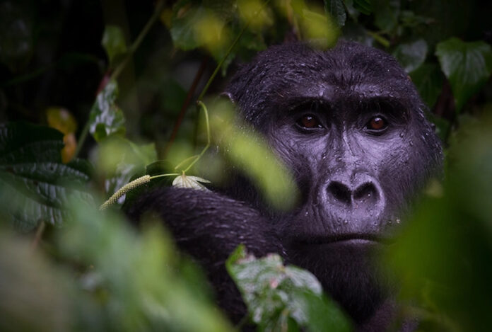 Bwindi Gorilla