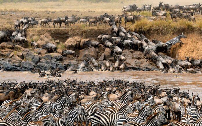 Wildebeest Migration Safari