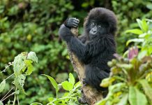 Planning a Gorilla Safari Adventure Gorilla Safari