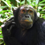Chimpanzee face – Kibale Forest National Park