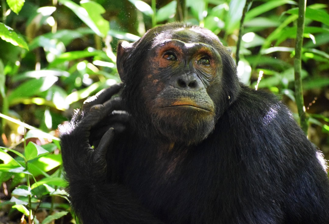 Chimpanzee in Kibale Forest