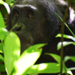 Kibale Forest Chimpanzee – Marvel Gorilla Adventures
