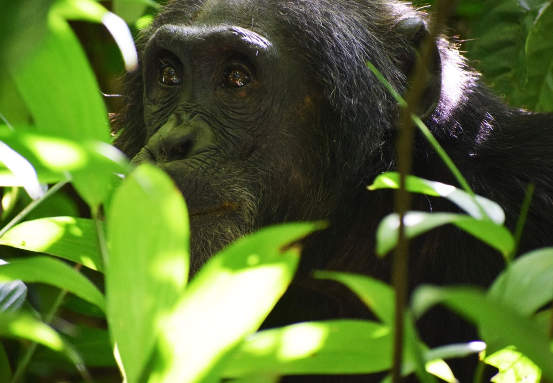Chimpanzee tracking in Kibale - Marvel Gorilla Adventure