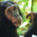 Young Chimpanzee in Kibale Forest