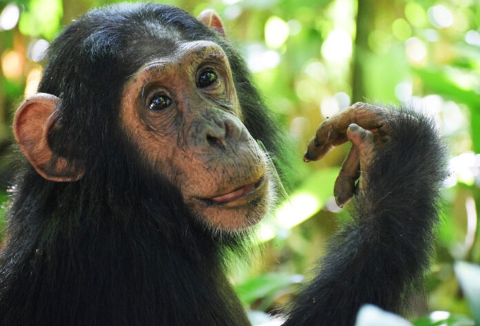 Baby Chimpanzee in Kibale Forest