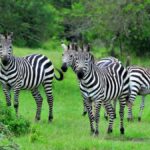 Lake-Mburo-National-Park