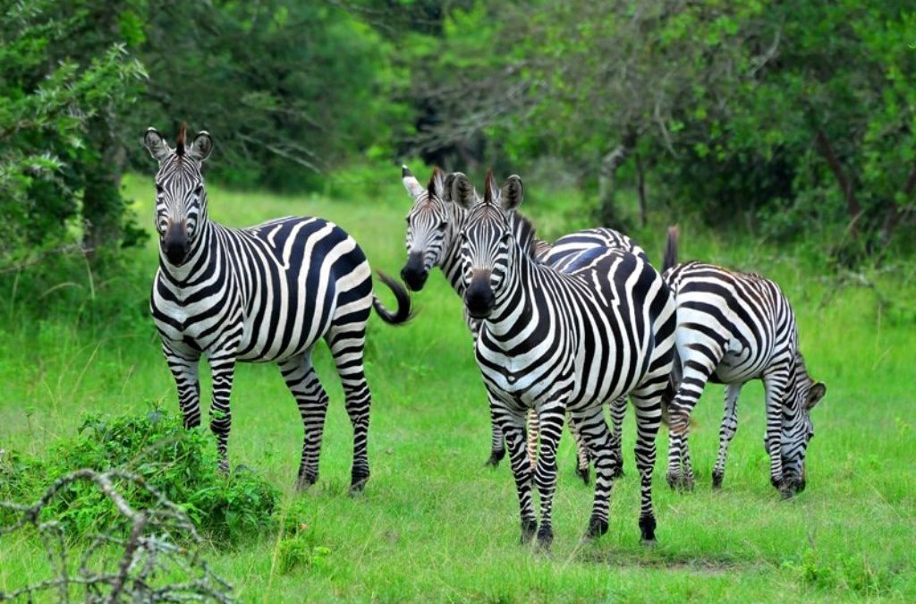 top tourist attractions uganda