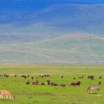 Ngorongoro Conservation Area