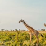 Serengeti Baloon