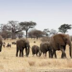 Elenfantenfamilie im Tarangire NP