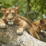 Tree climbing lions in QENP