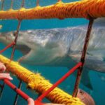 Dive with Great White Sharks South Africa