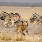 Etosha National Park Namibia
