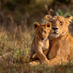 Kruger national park South Africa