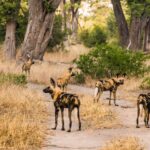 Moremi Game Reserve