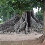 Nakayima Tree Mubende