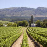Panoramic view of a winery in South Africa