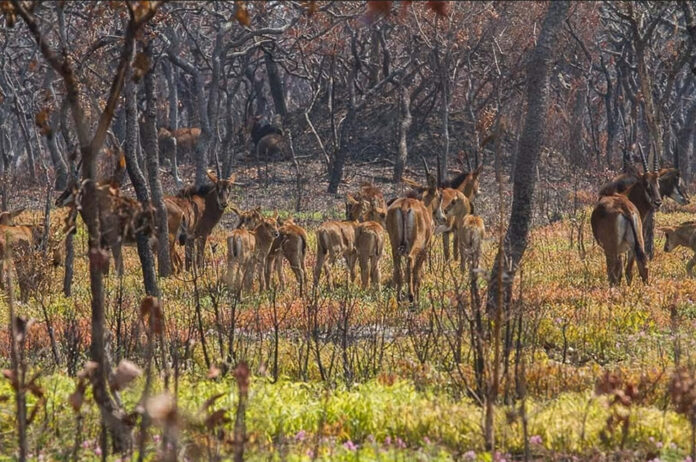 Cangandala National Park