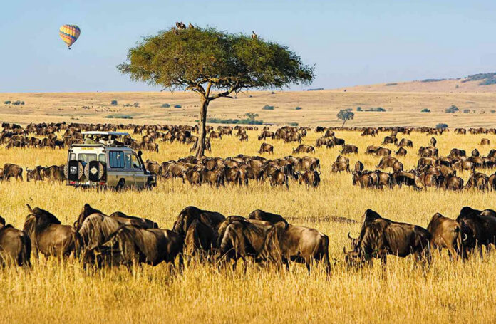 African Safari