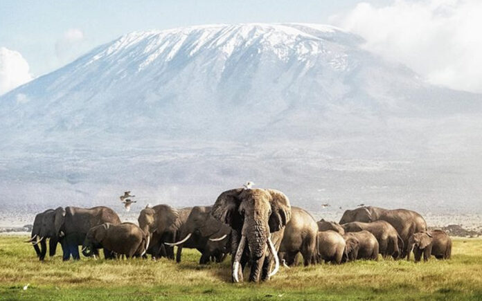 Amboseli Wildlife Safari