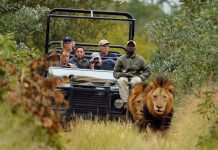 What to Expect When You Go On a Safari? South Africa Safari