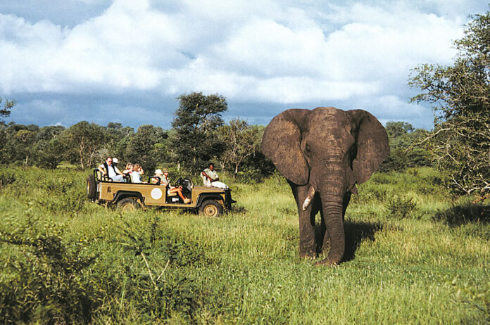 South Africa Safari