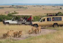 Planning the Perfect Tanzania Safari Tanzania Safari