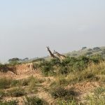 Giraffe – Mn