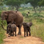 elephants in Murchison