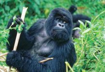Guide to Gorilla Trekking in Africa Rwanda Gorilla Trekking