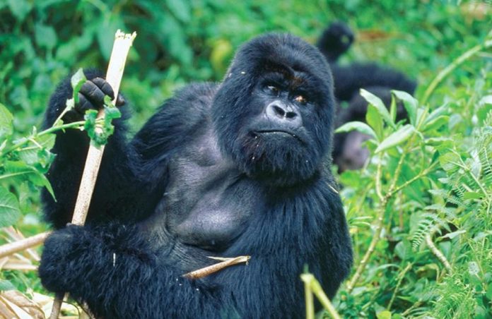 Rwanda Gorilla Trekking