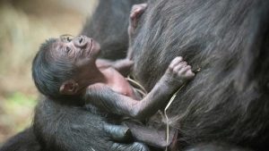 New born gorilla born in bwindi