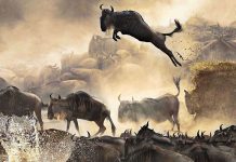 Best 5 Unique Wildlife Experiences in Tanzania Wildebeest Migration