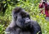 Is Gorilla Trekking Worthy the Money Gorilla Trekking Trip