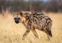 5 Unusual Animals in Africa The African Hyena