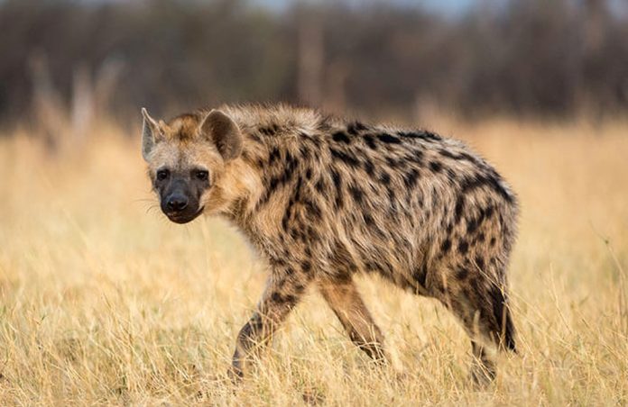 african-hyena The African Hyena