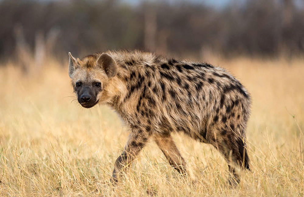 5 Unusual Animals in Africa The African Hyena