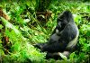 Guide to Gorilla Trekking in Bwindi Forest Bwindi Gorilla Adventure