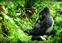 Guide to Gorilla Trekking in Bwindi Forest Bwindi Gorilla Adventure