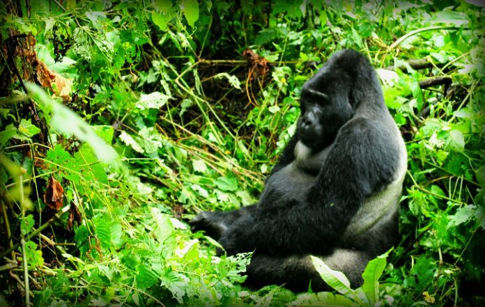 bwindi-gorilla-adventure Bwindi Gorilla Adventure