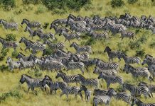 Wildlife Migrations in Africa that You May Not Know The Great Zebra Migration